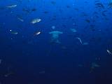 Darwin01_10.jpg